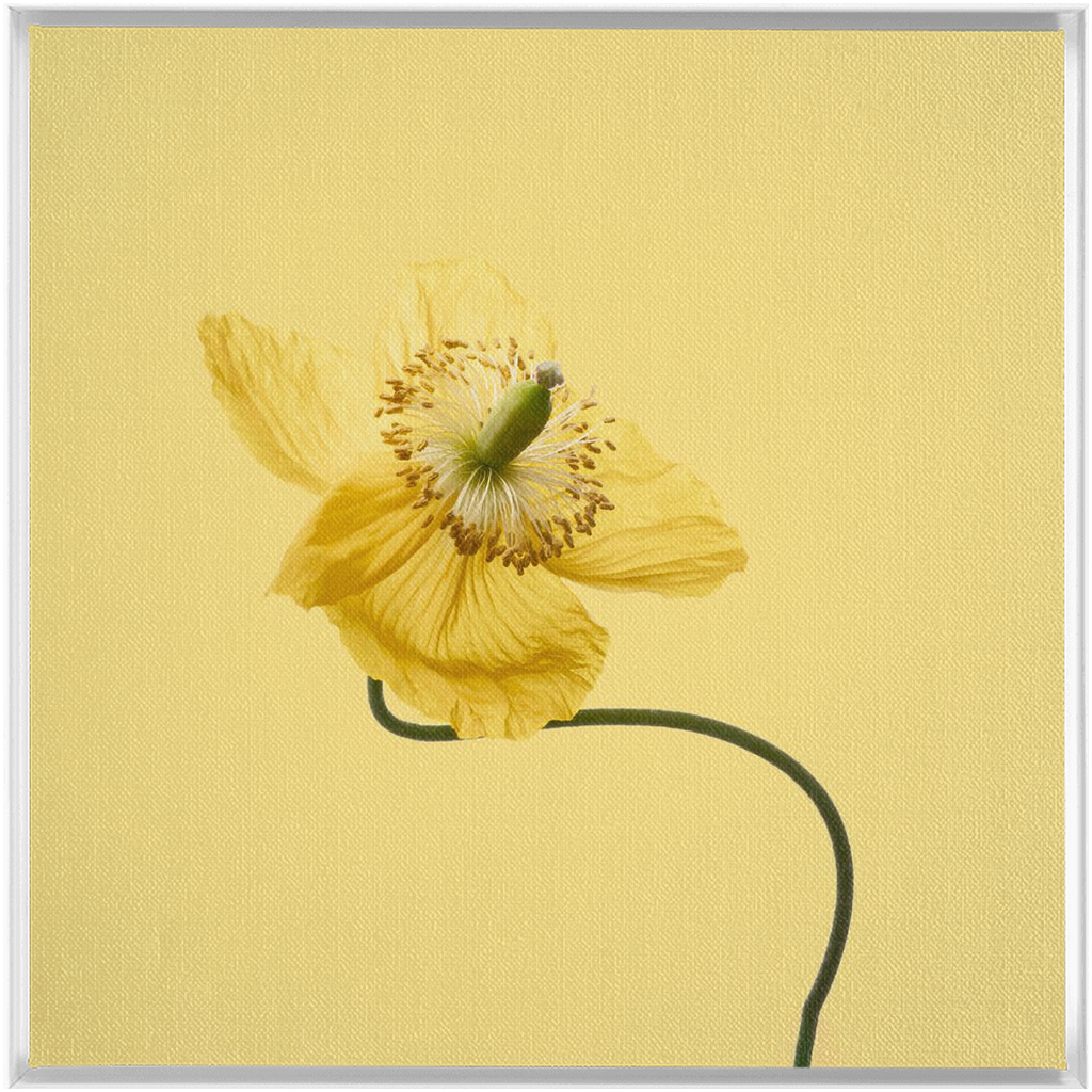 Yellow Poppy 2 on Yellow