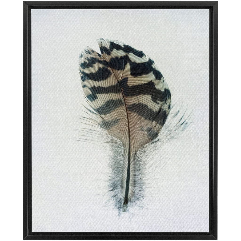 Feather Study