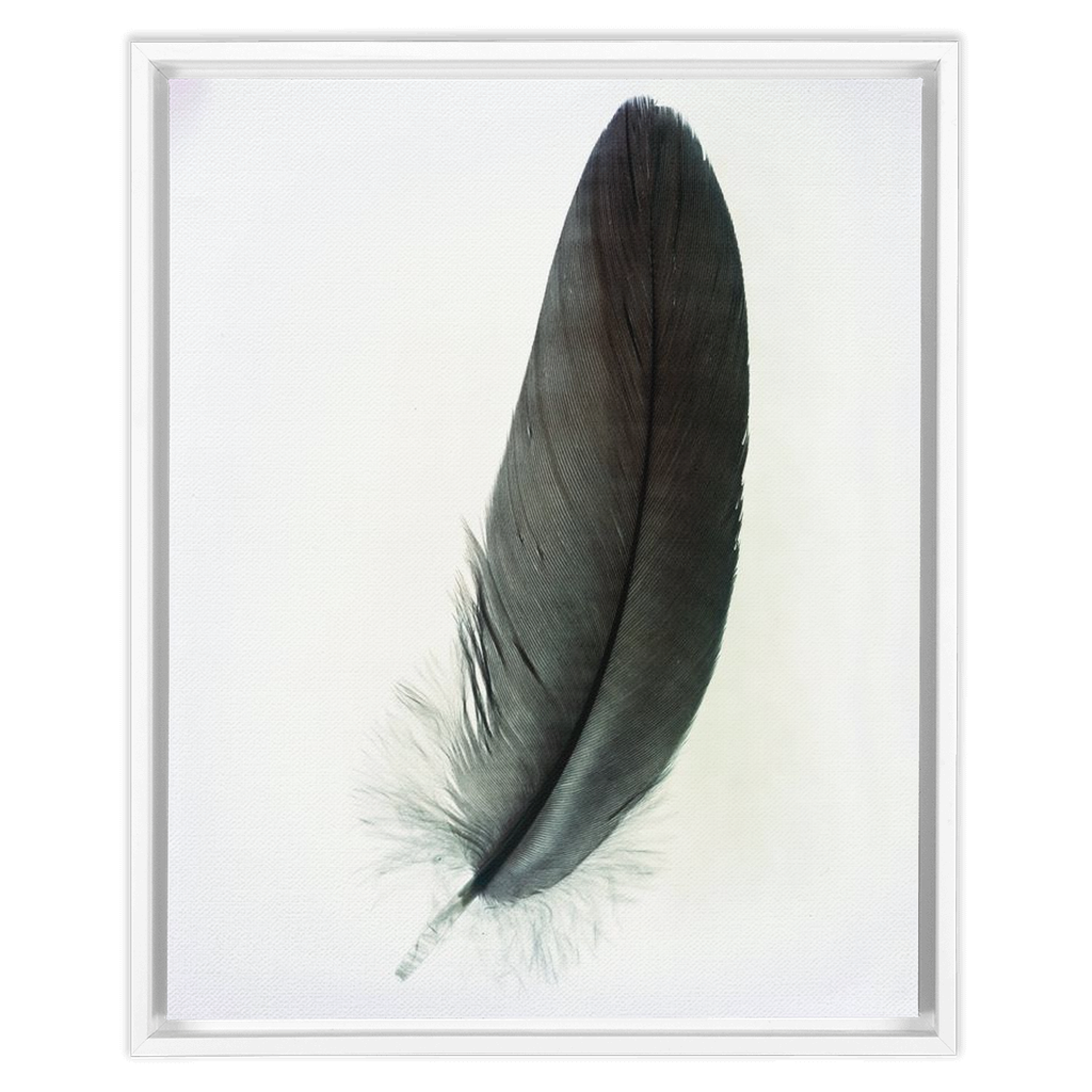 Feather Study