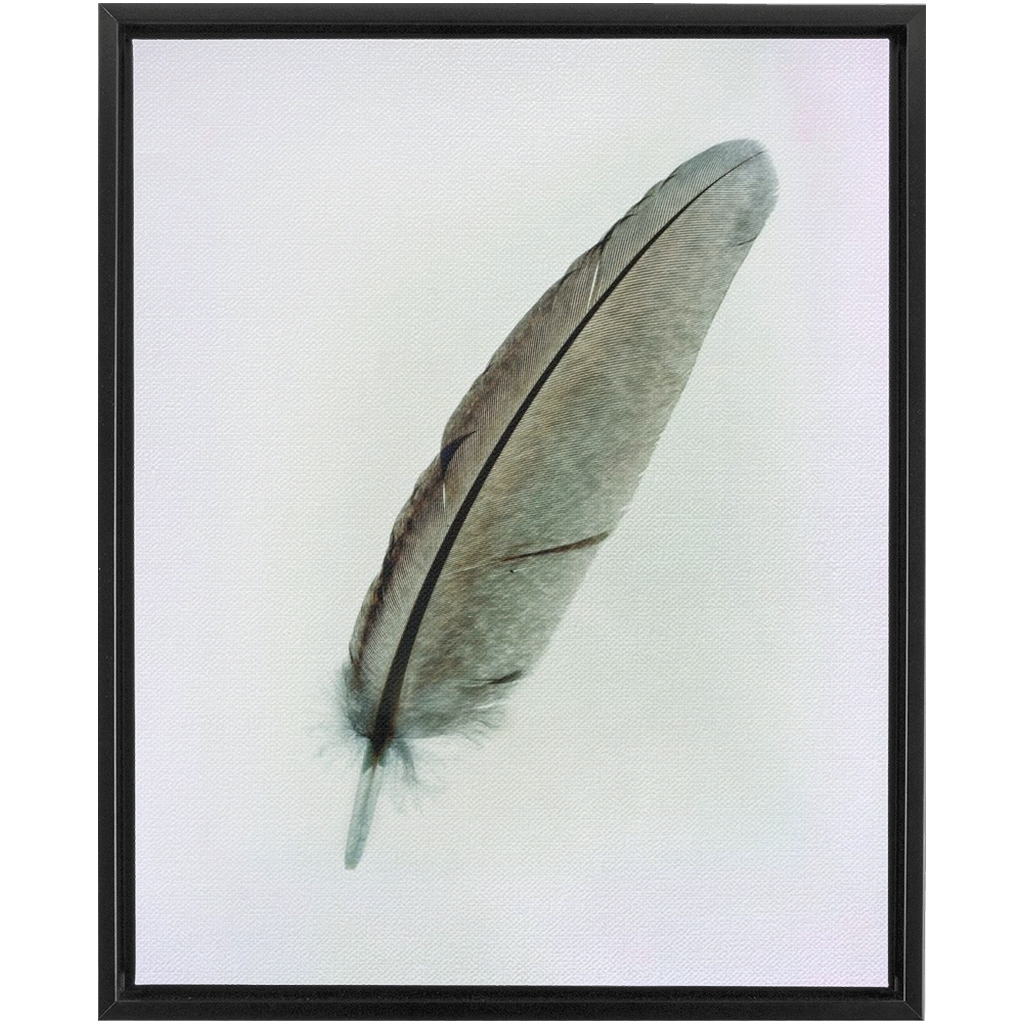 Feather Study