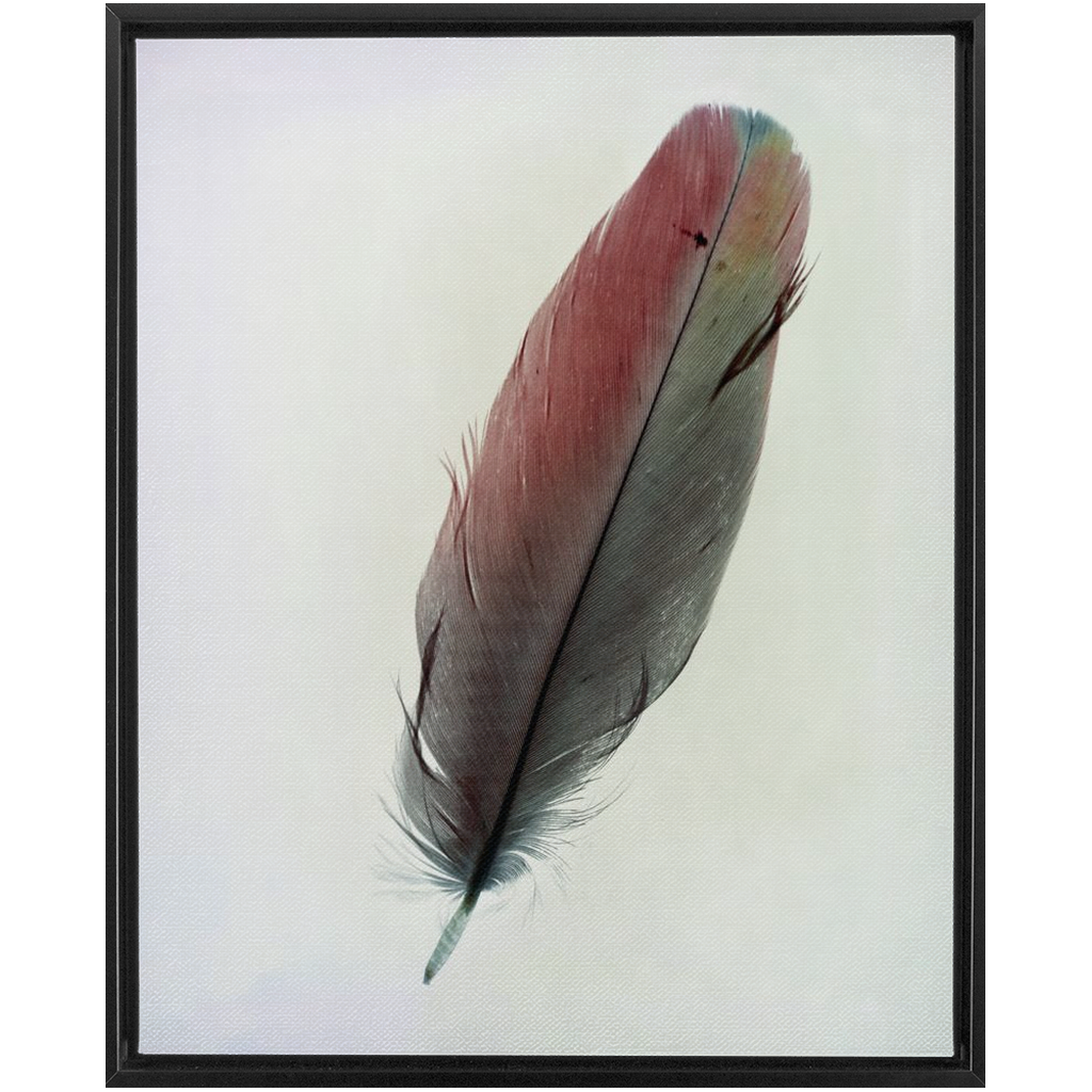 Feather Study