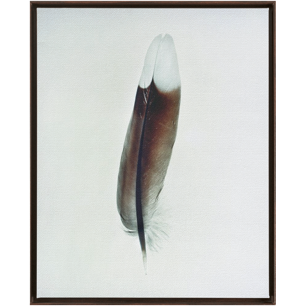 Feather Study