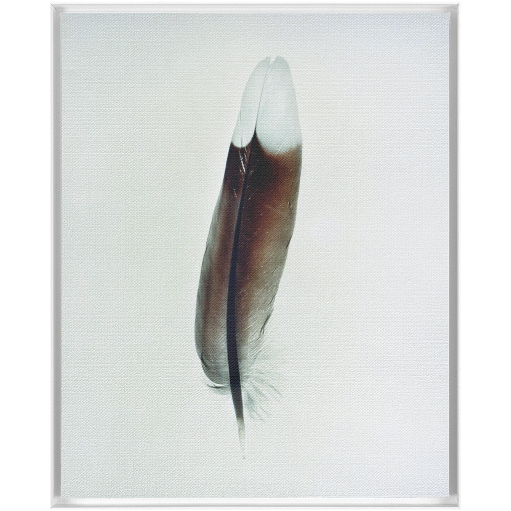 Feather Study