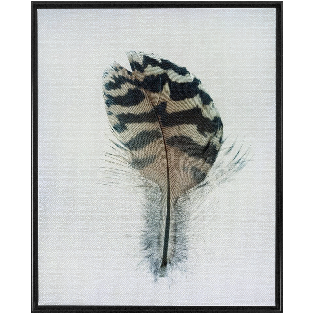 Feather Study