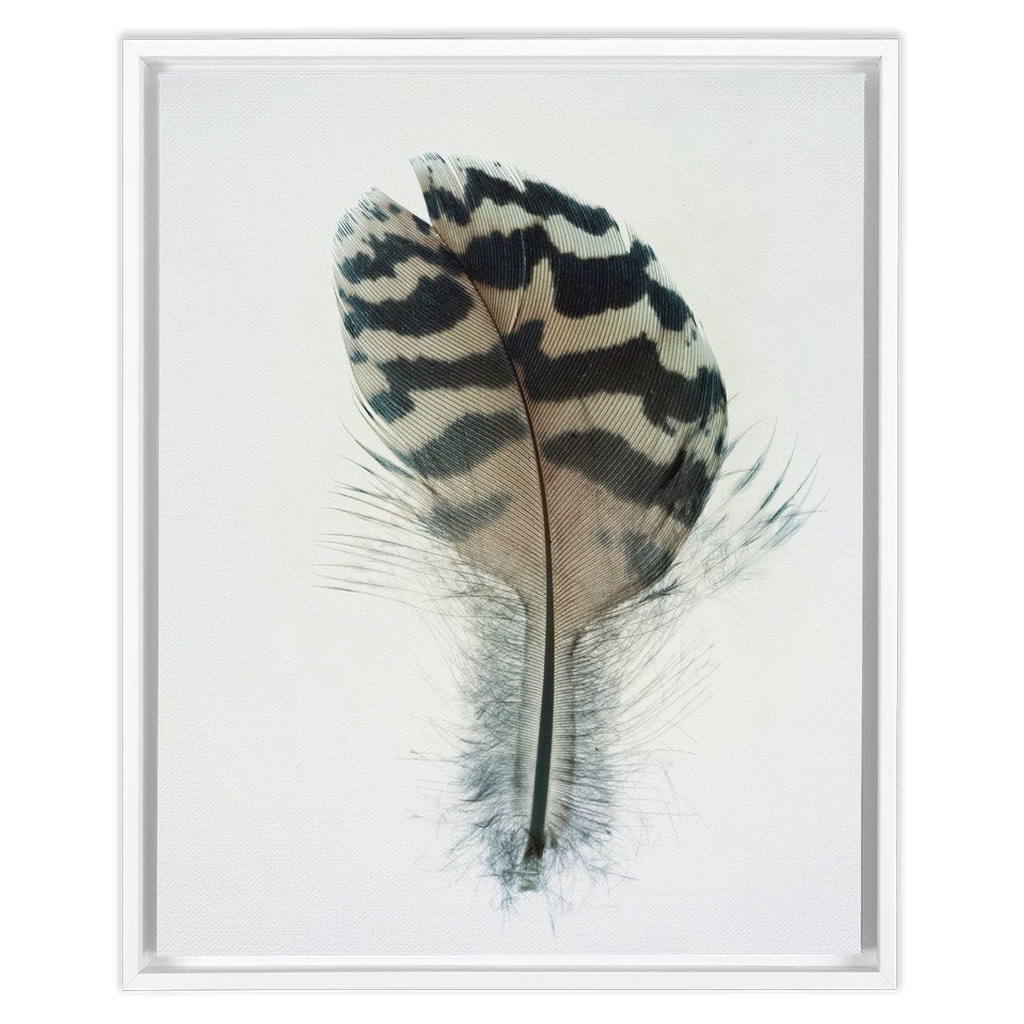 Feather Study