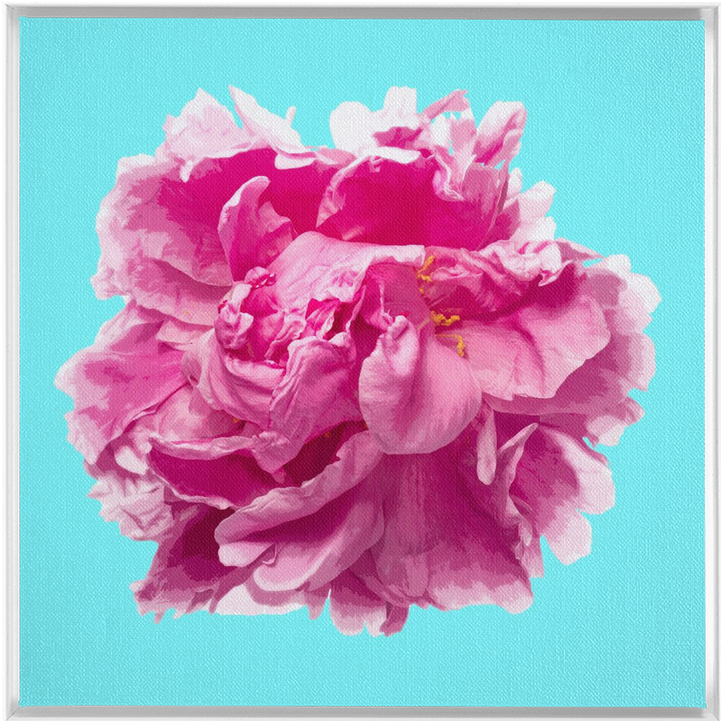 Pink Peony on Cyan