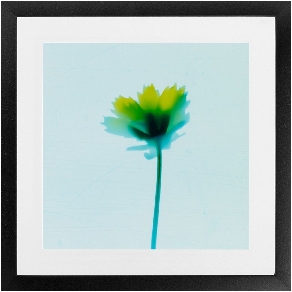 Polaroid Colour Study