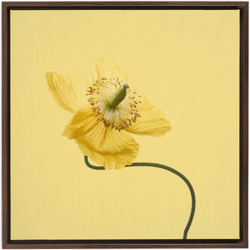 Yellow Poppy 2 on Yellow