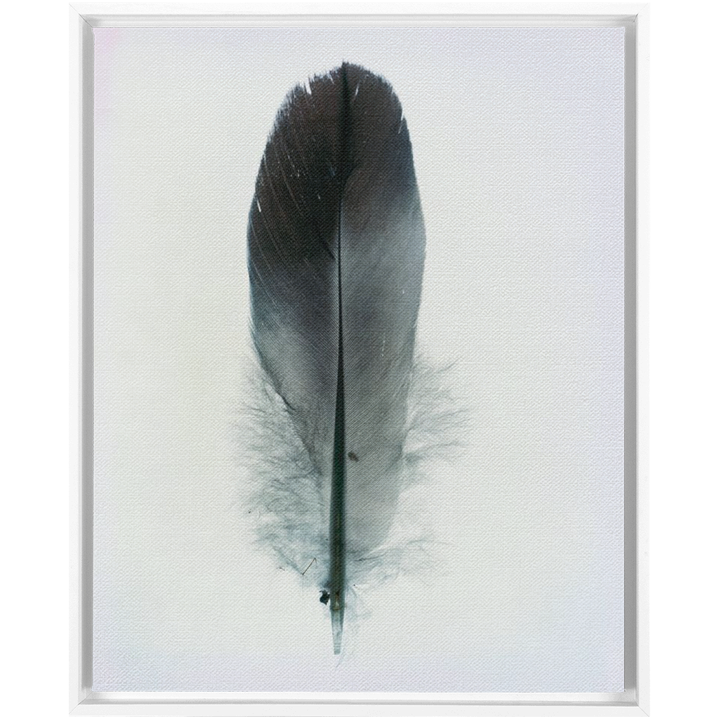 Feather Study