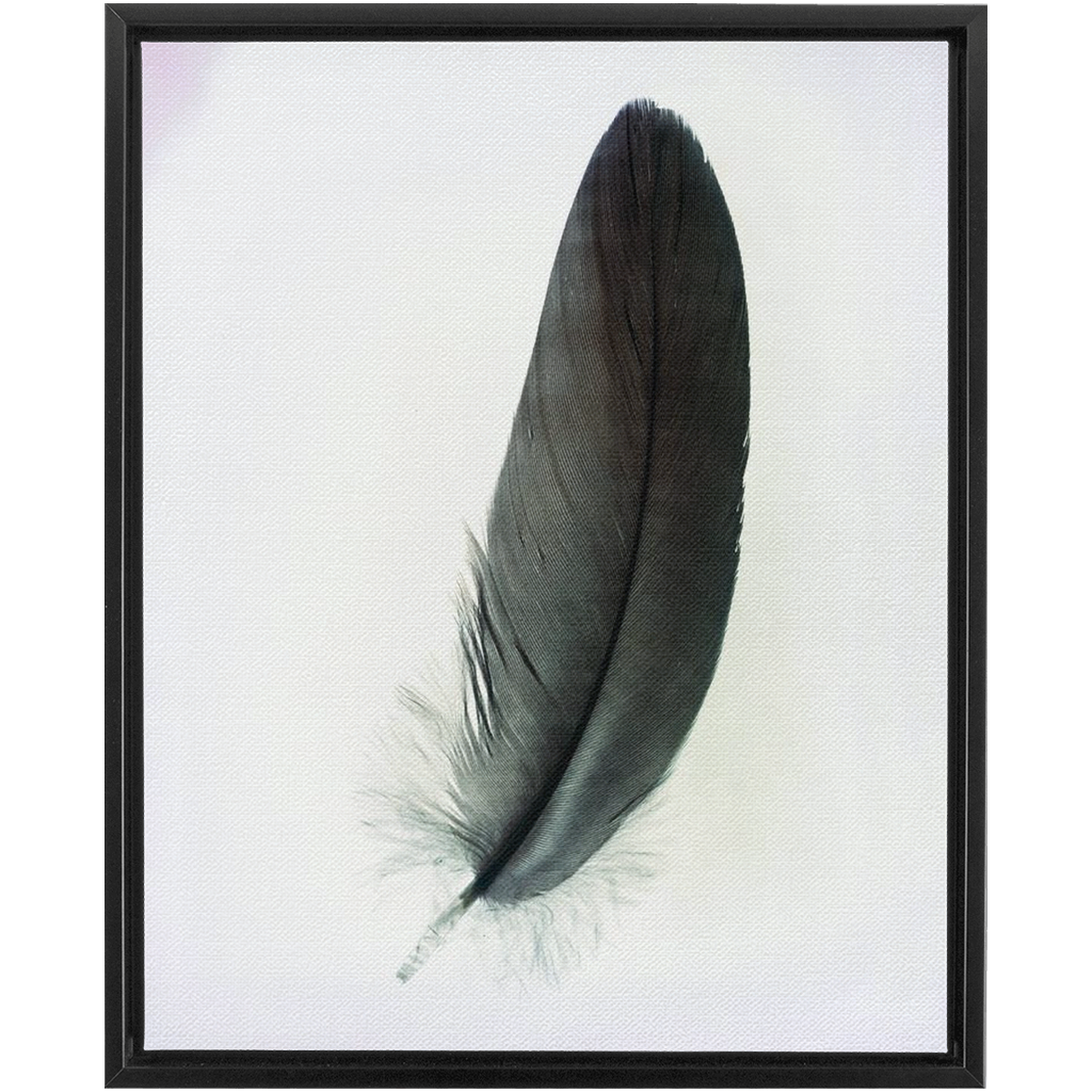Feather Study