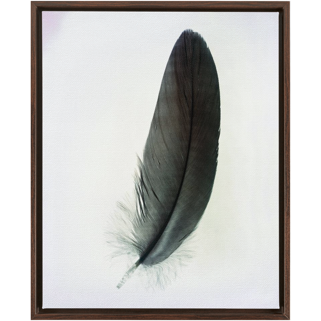 Feather Study