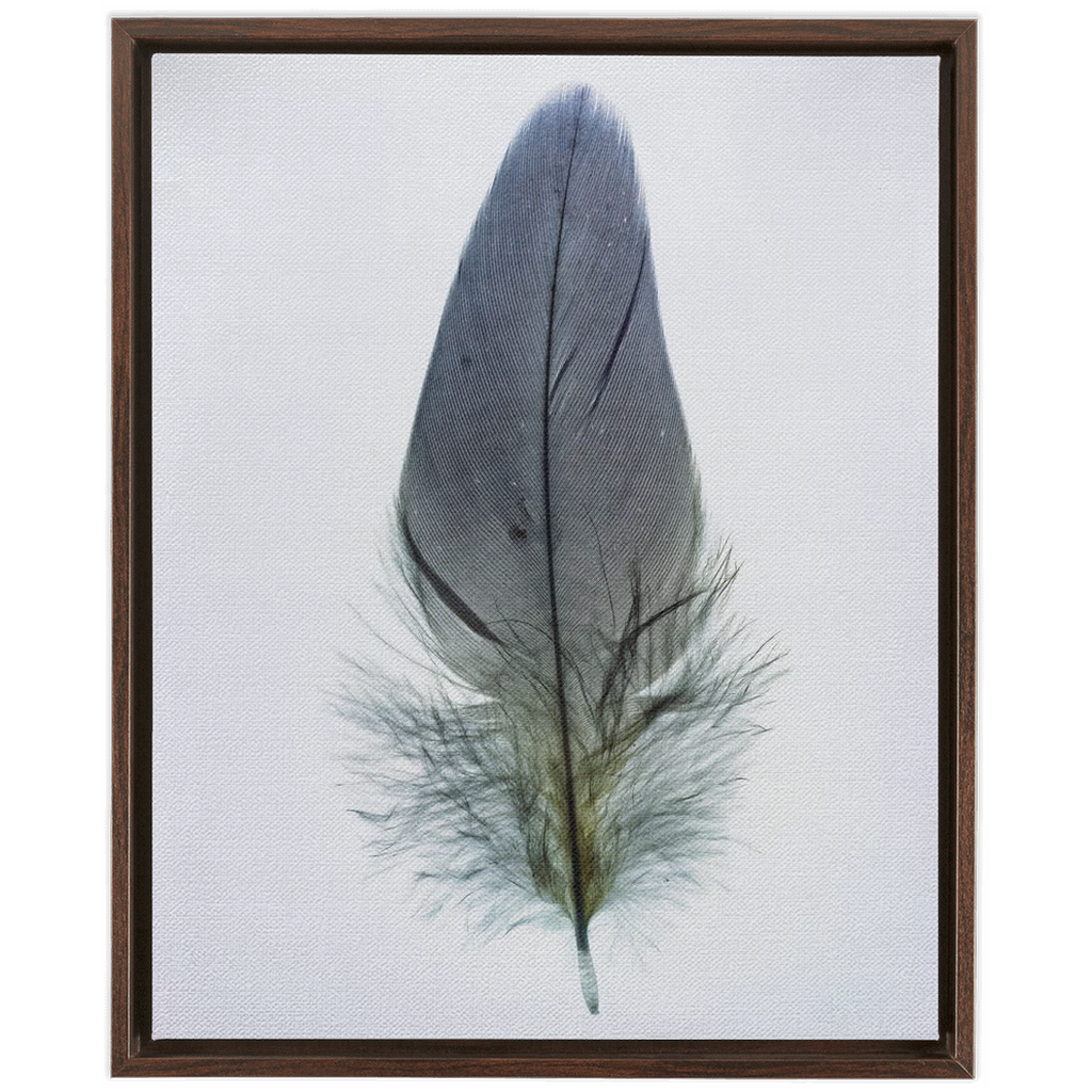 Feather Study