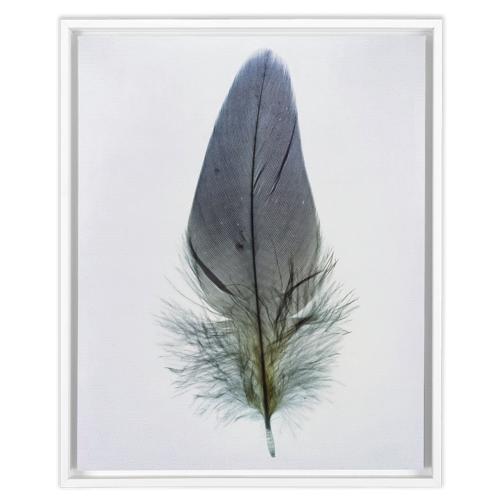 Feather Study