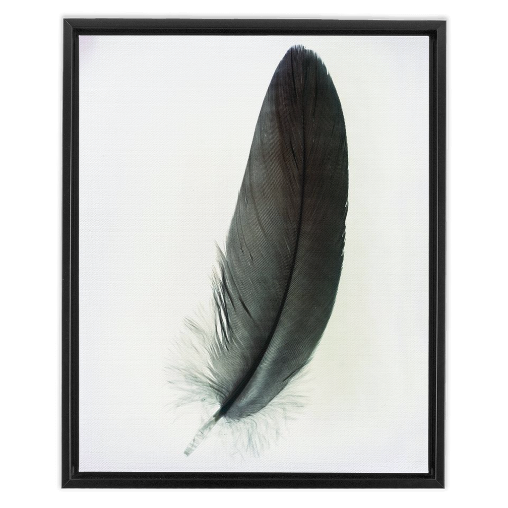 Feather Study