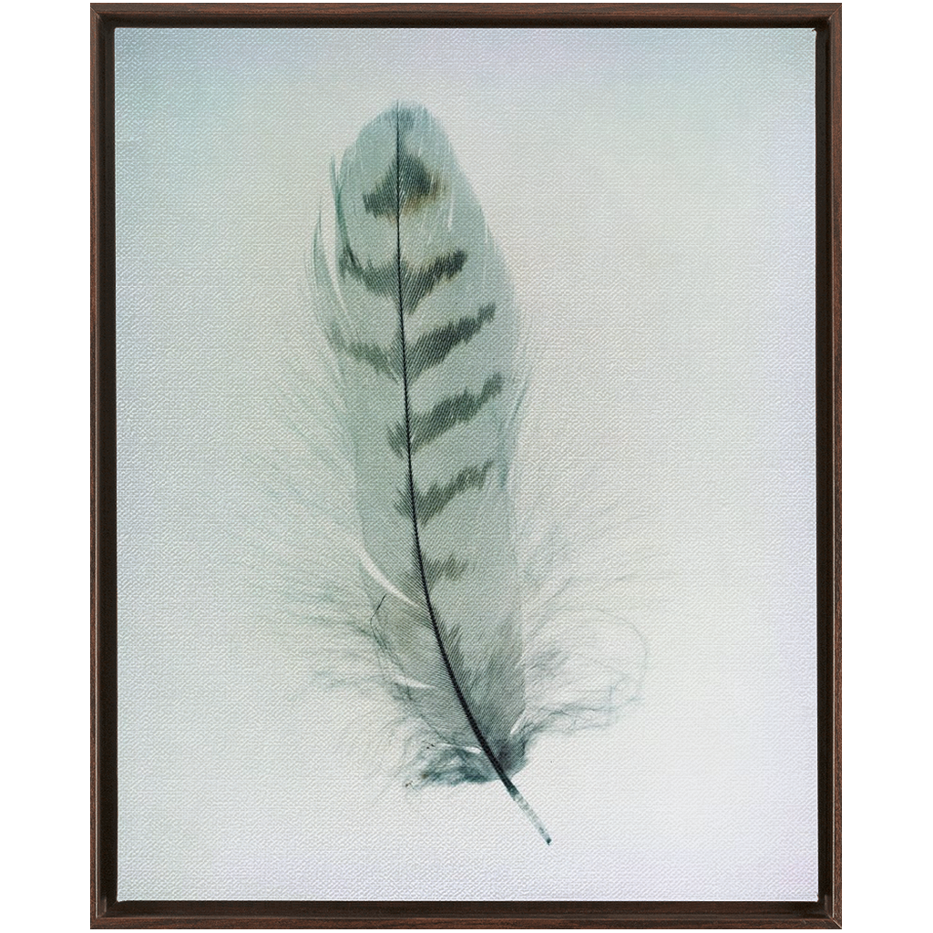 Feather Study