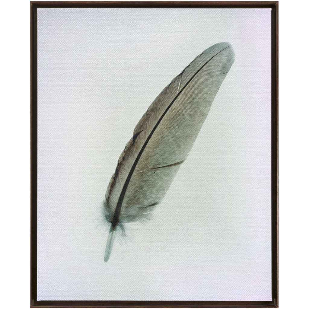 Feather Study