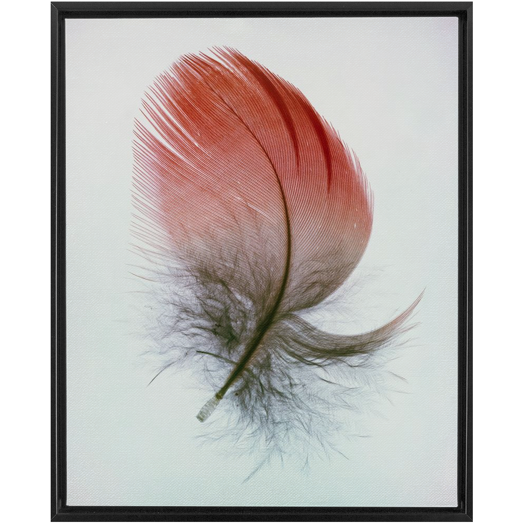 Feather Study
