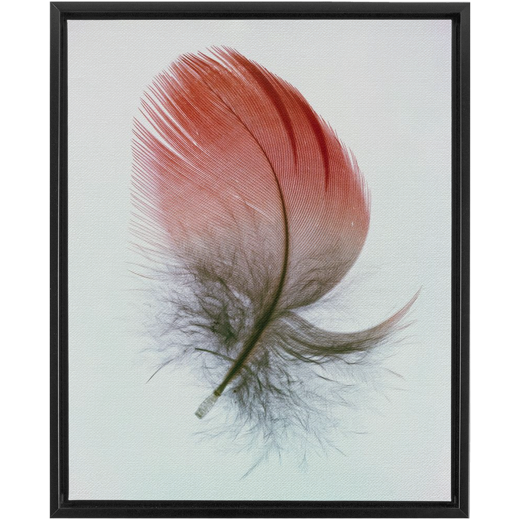 Feather Study