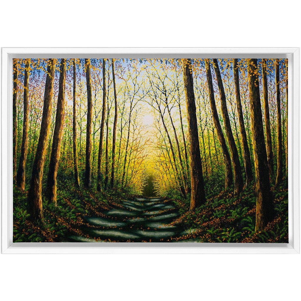 Patterns Of Forest Light