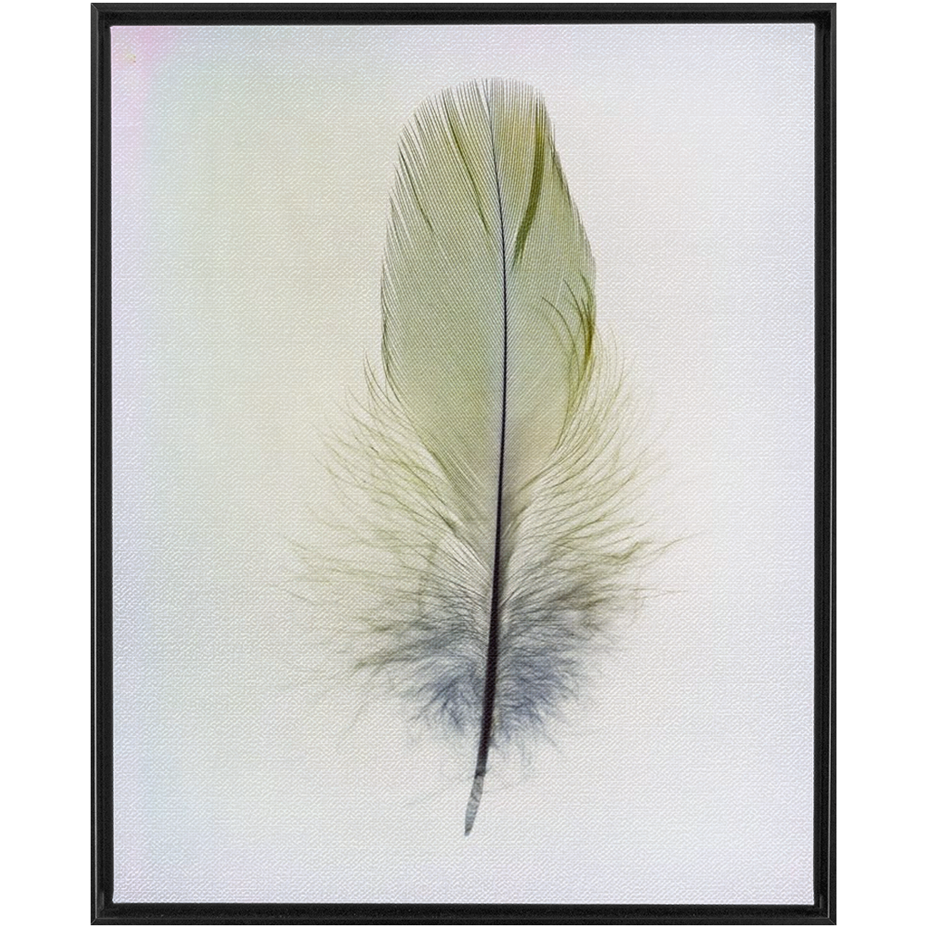 Feather Study