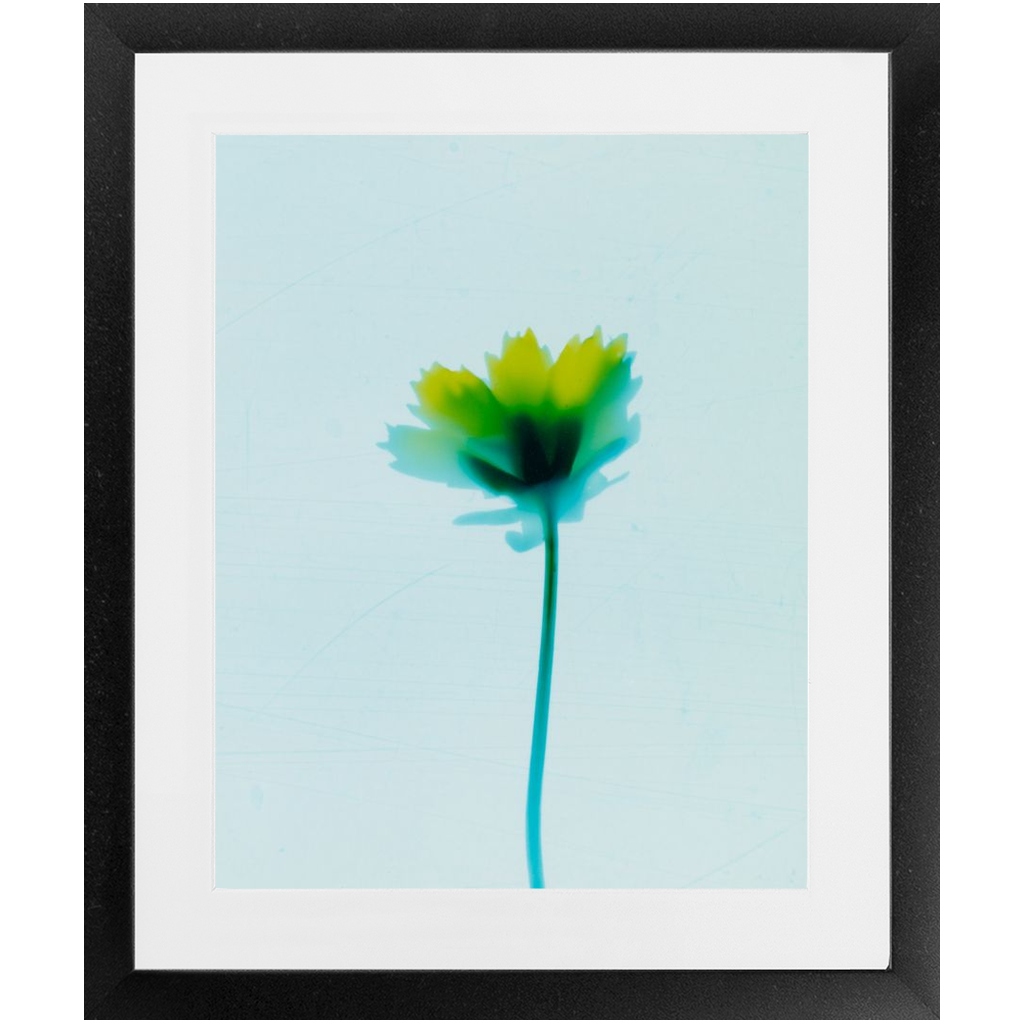 Polaroid Colour Study