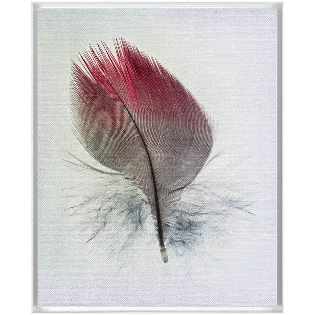 Feather Study