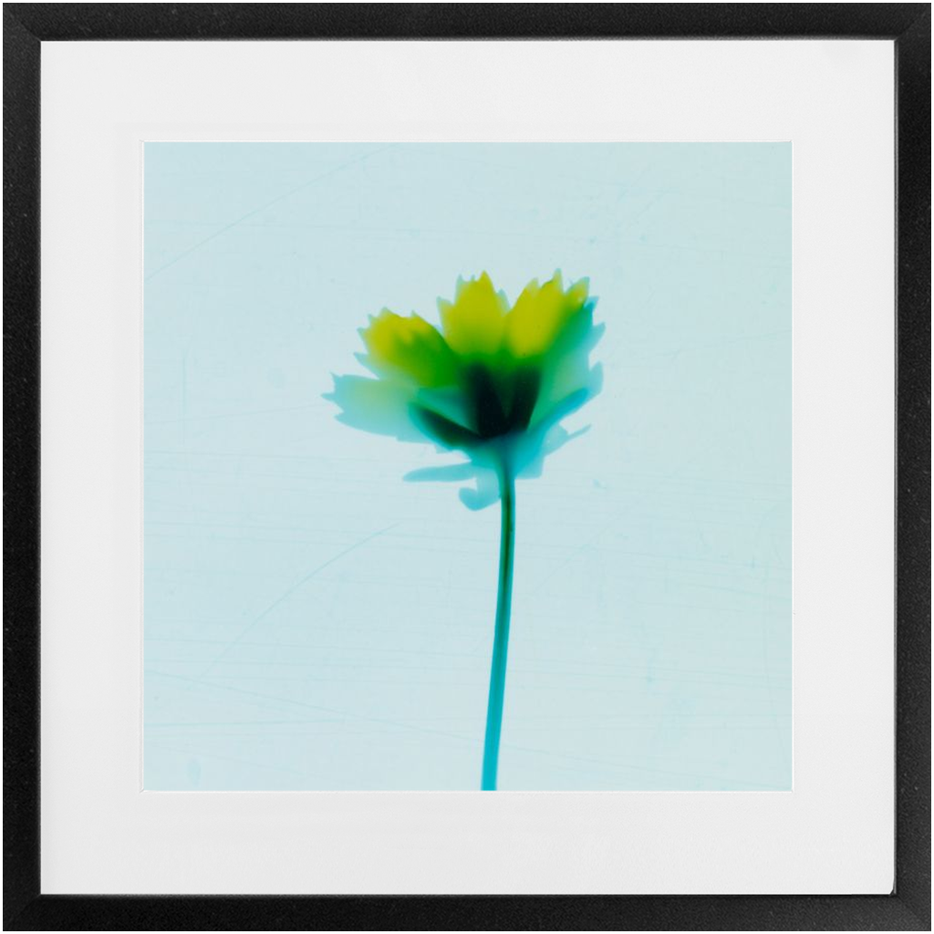 Polaroid Colour Study
