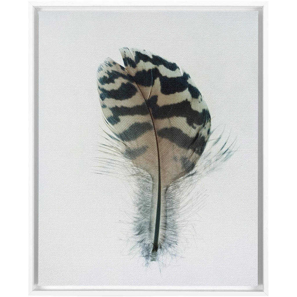 Feather Study