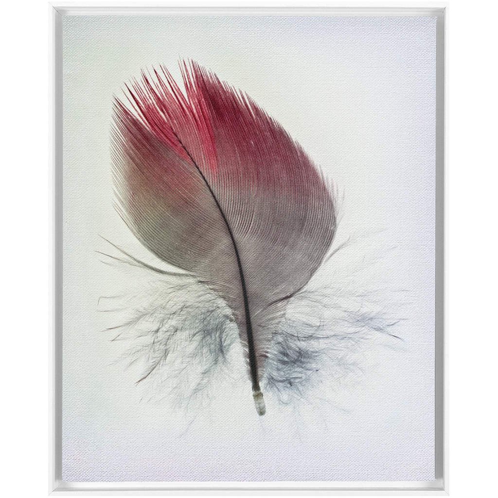 Feather Study