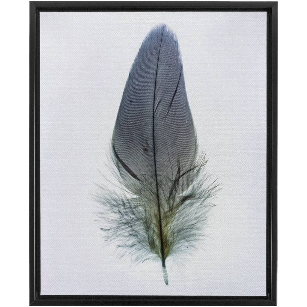 Feather Study