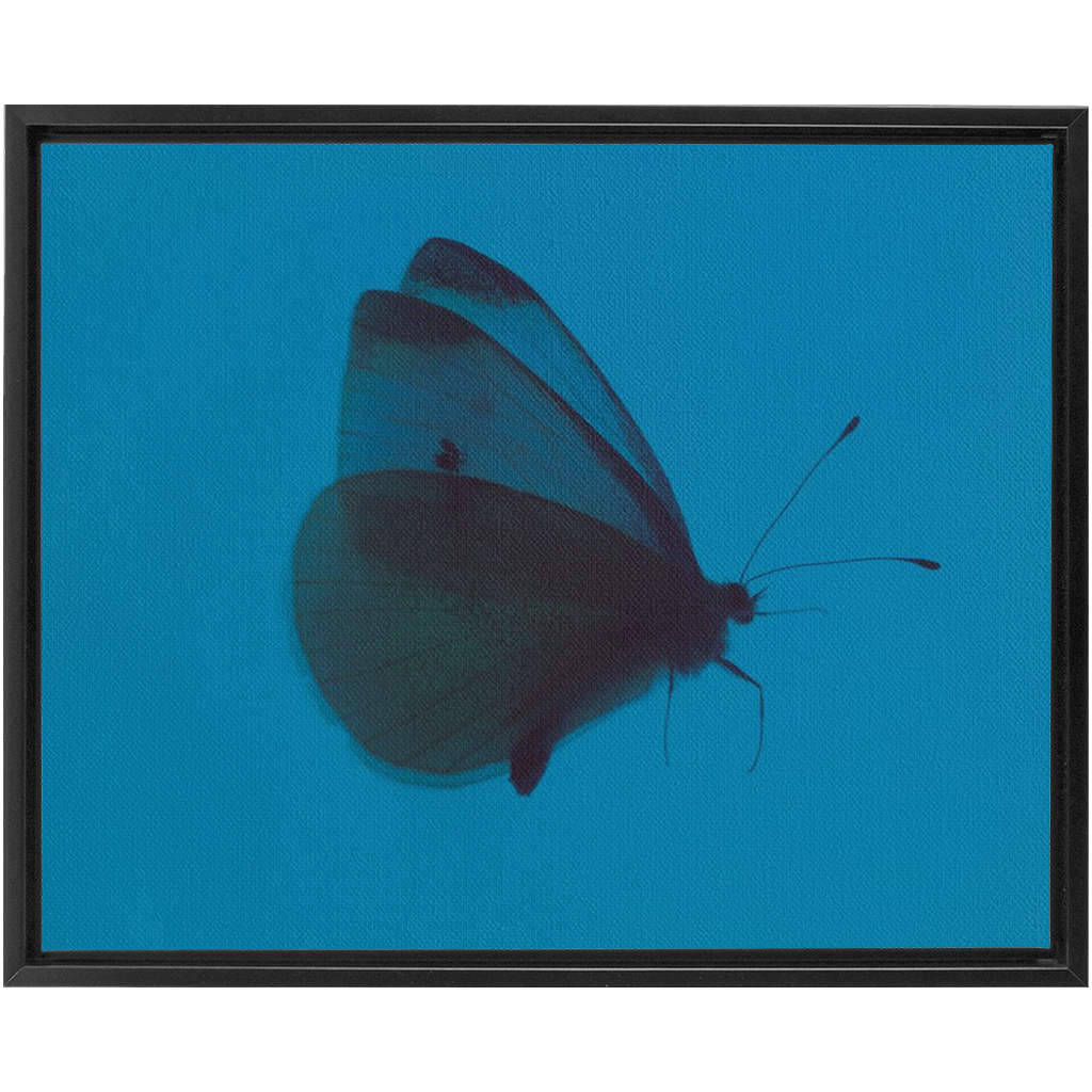 Butterfly Study