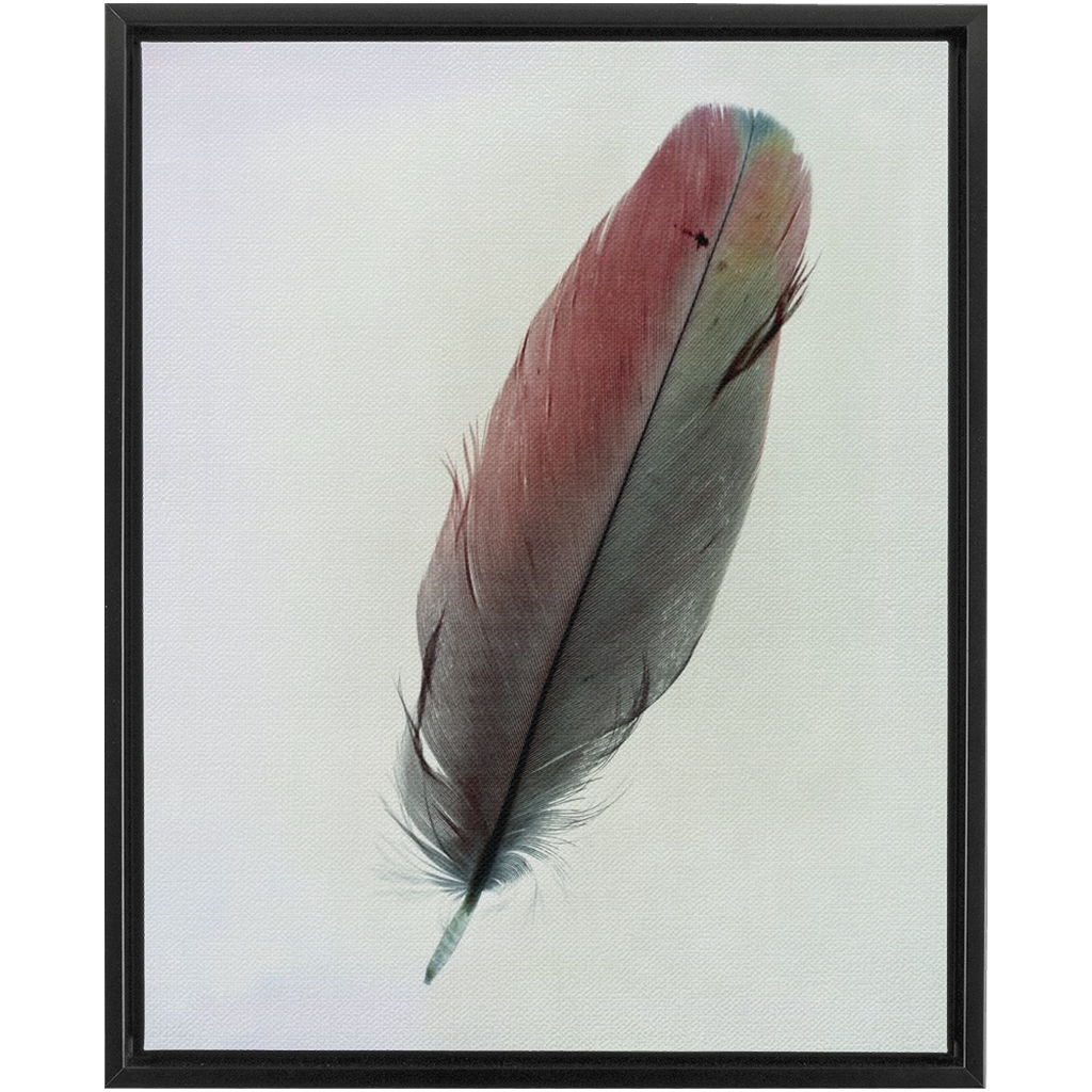 Feather Study