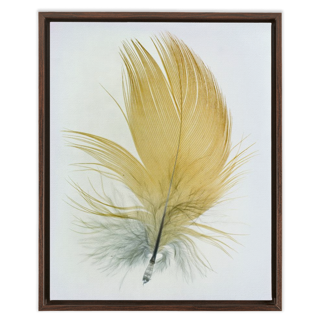 Feather Study