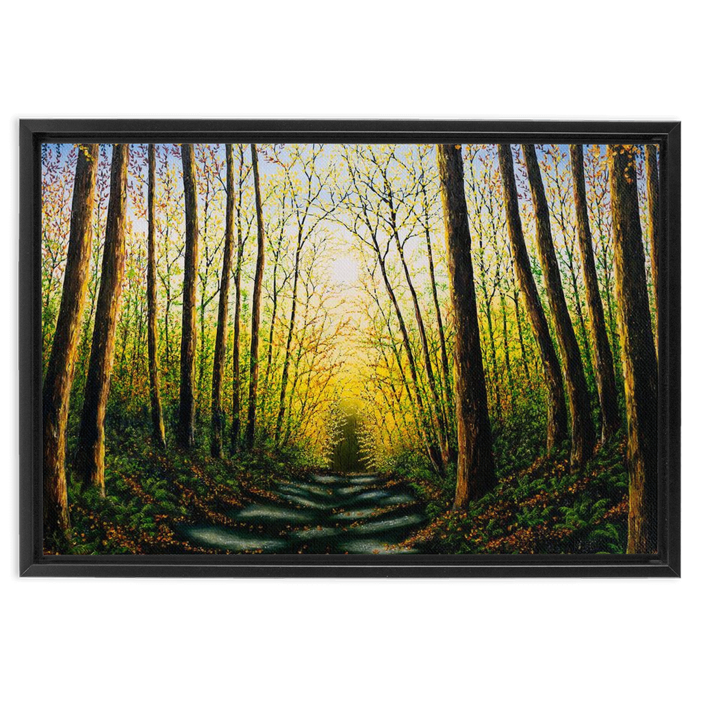 Patterns Of Forest Light