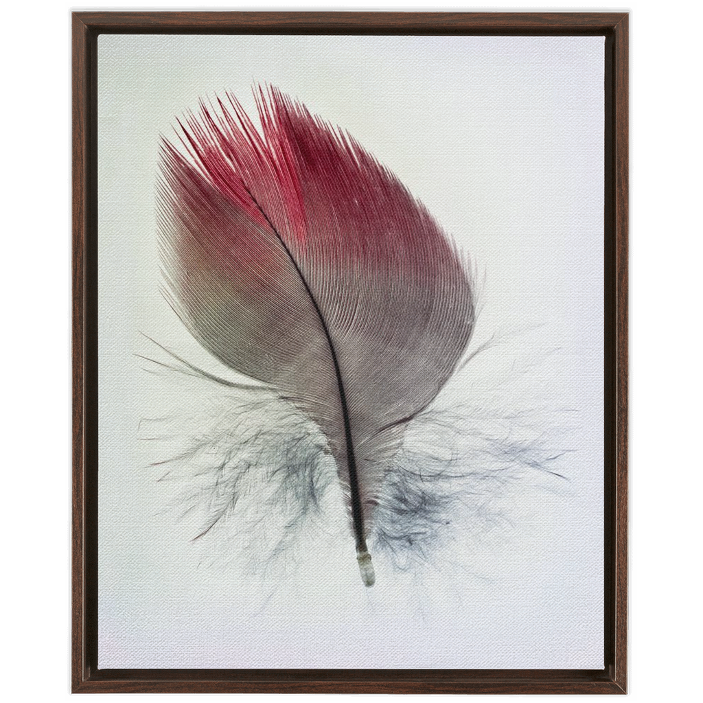 Feather Study
