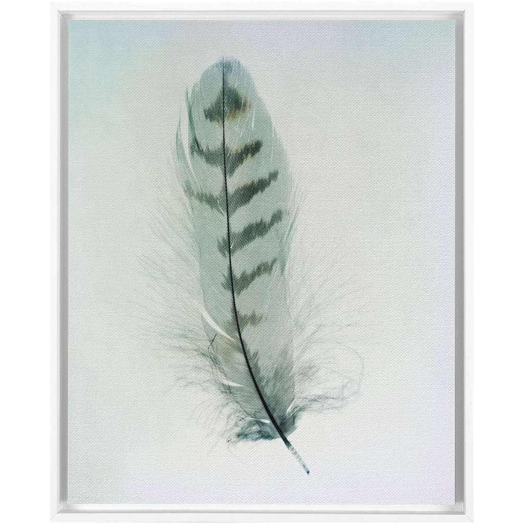 Feather Study