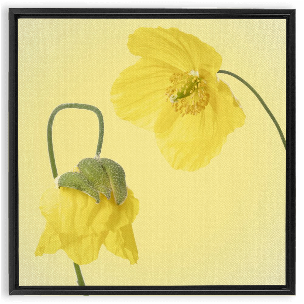 Two Yellow Poppies