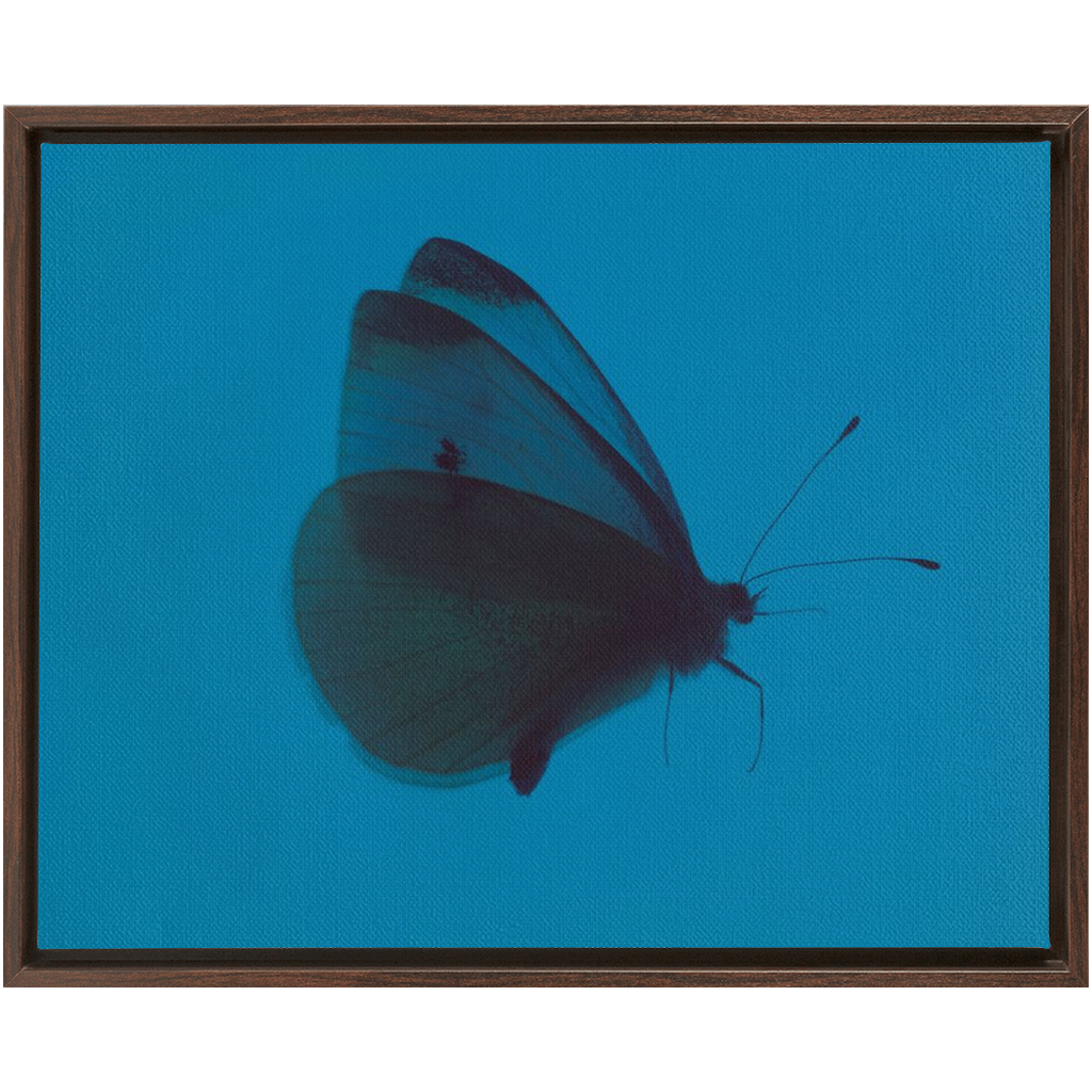 Butterfly Study