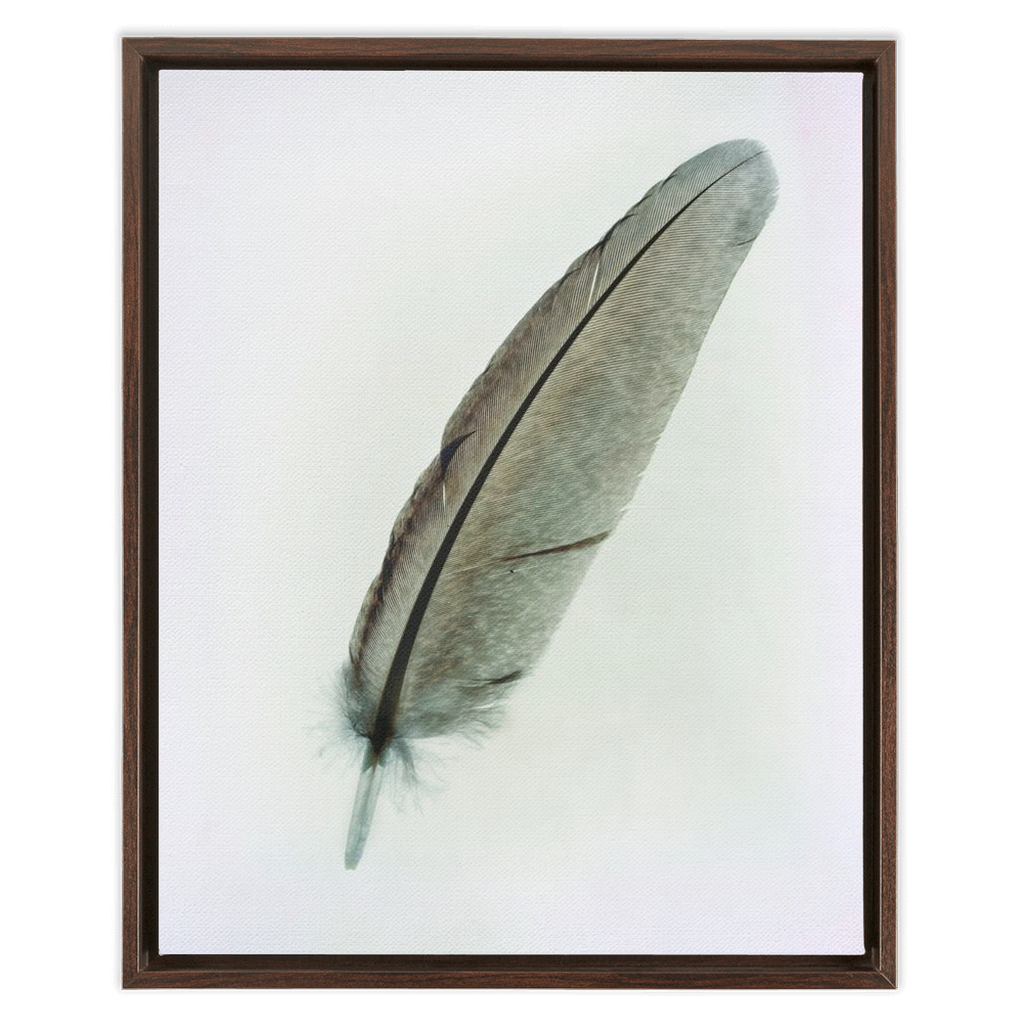 Feather Study