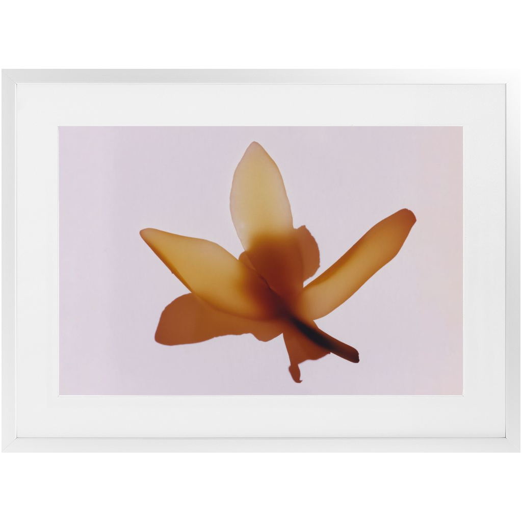 Polaroid Colour Study