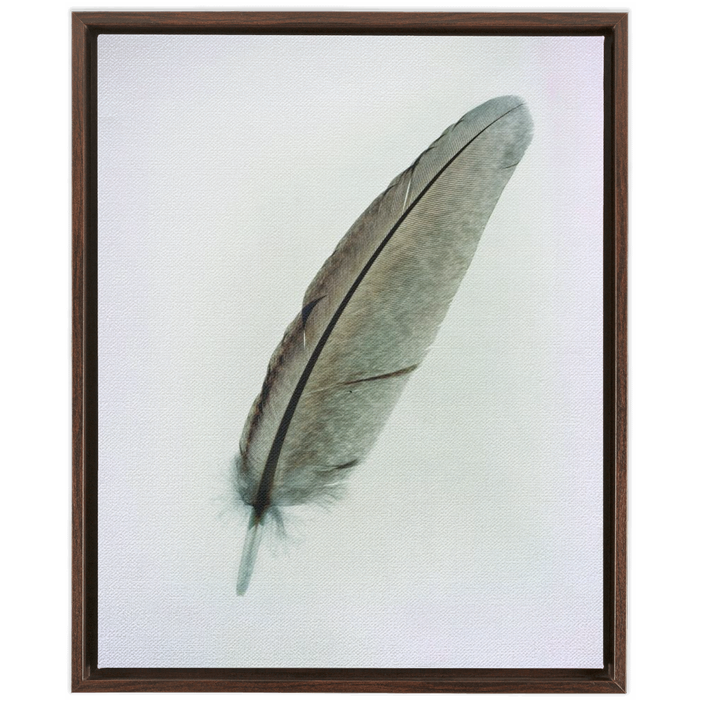 Feather Study