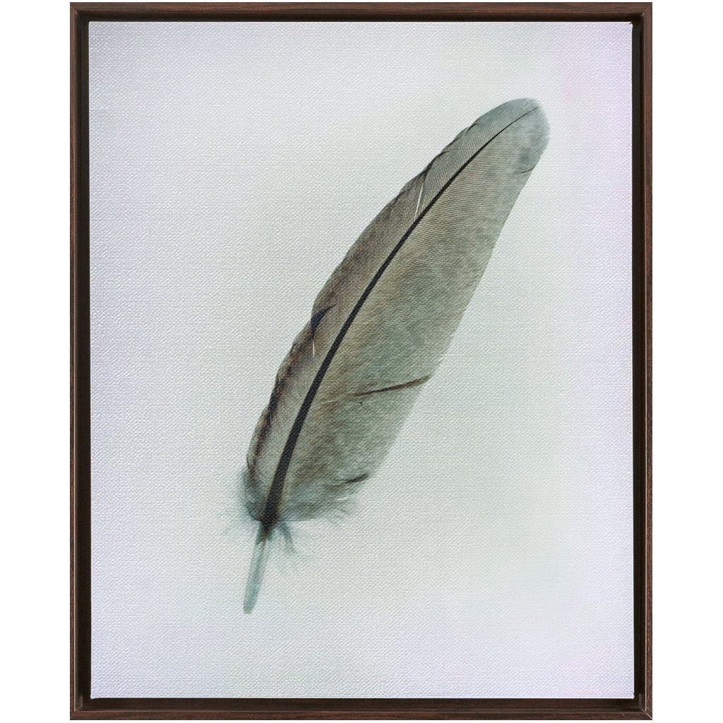 Feather Study