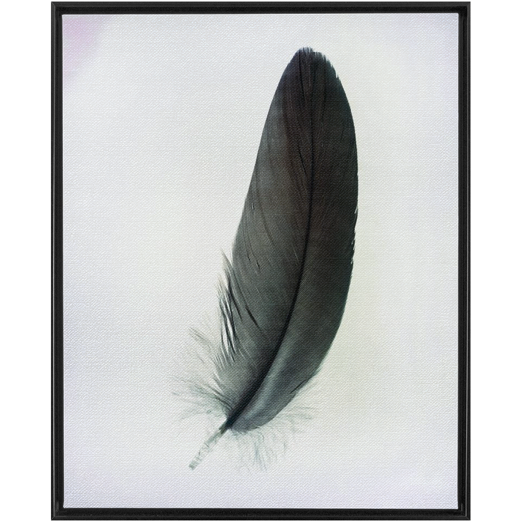 Feather Study