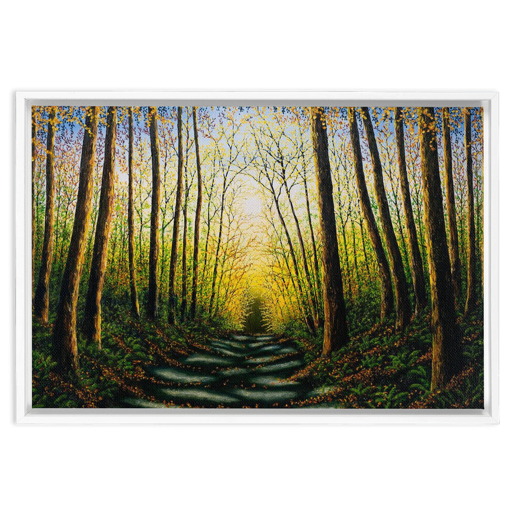 Patterns Of Forest Light