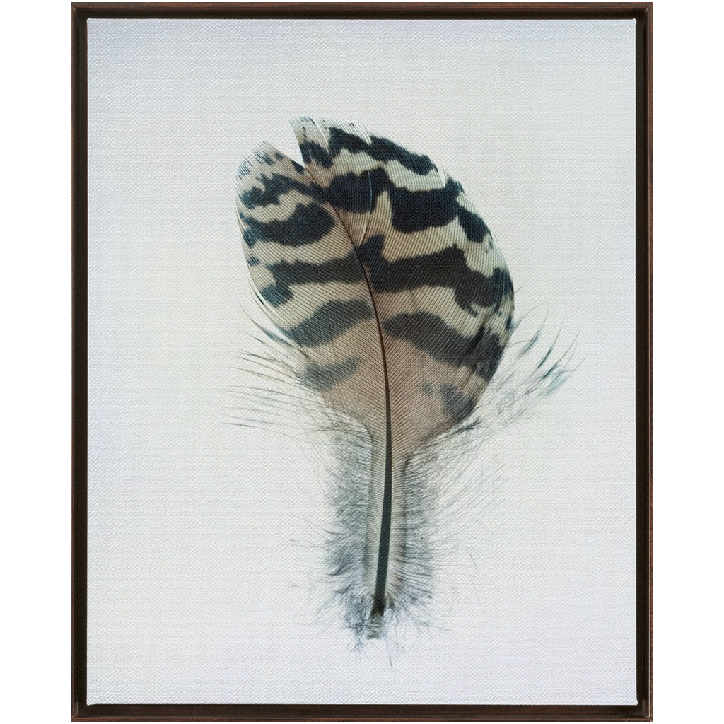 Feather Study