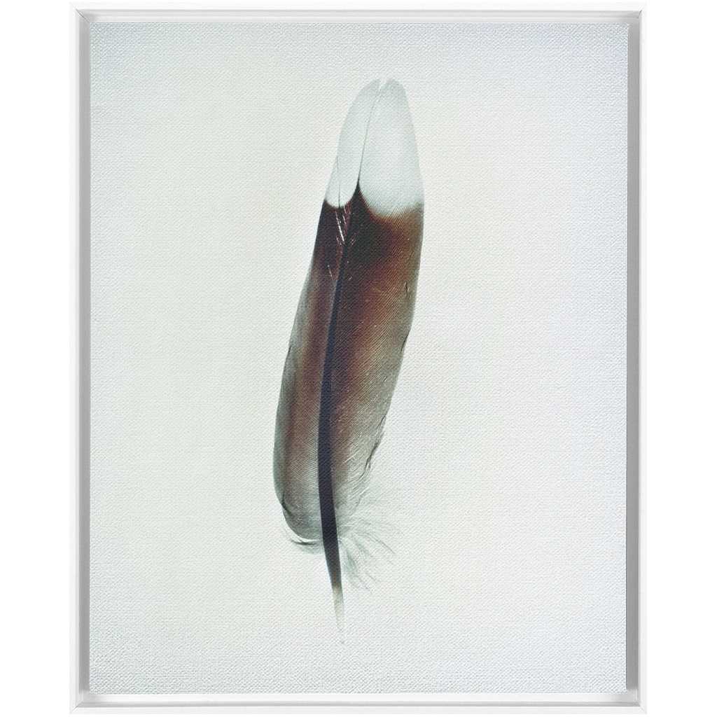Feather Study