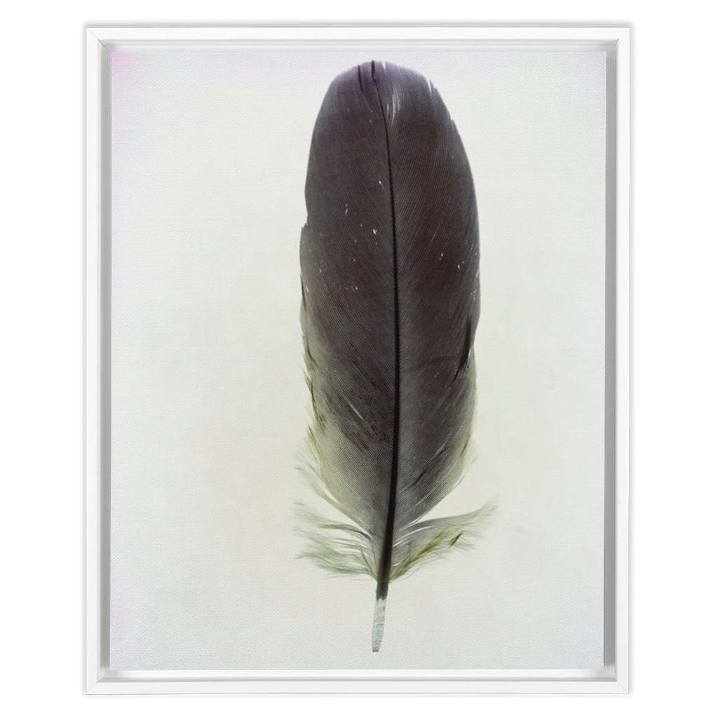 Feather Study