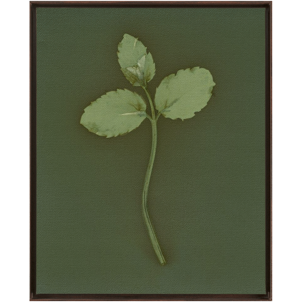 Mint Leaves