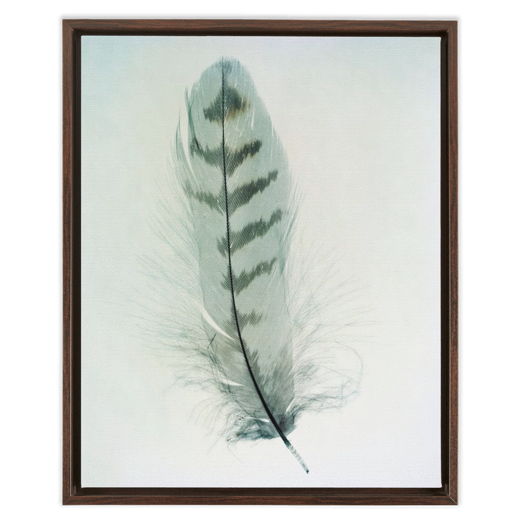 Feather Study