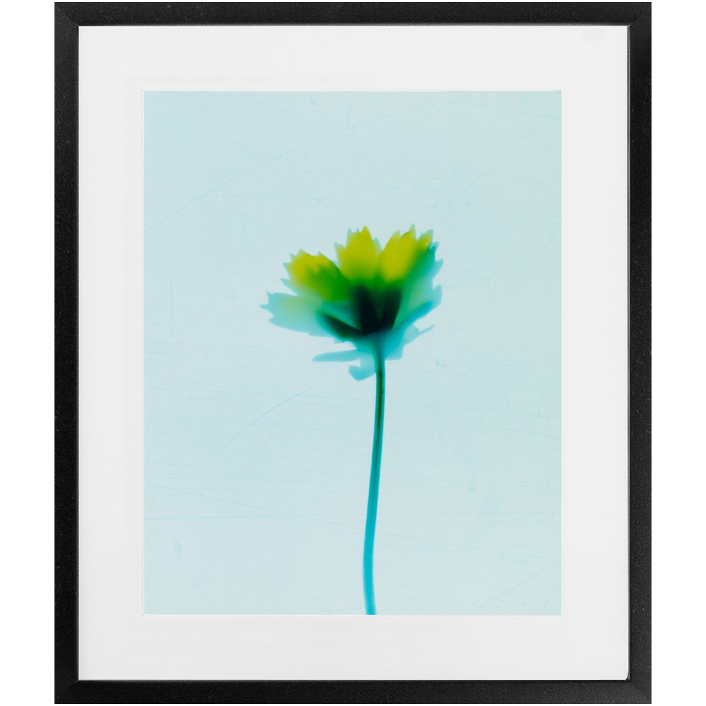 Polaroid Colour Study